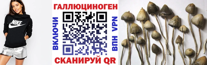 Галлюциногенные грибы Psilocybe  где продают   Жирновск 
